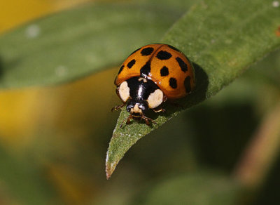ladybug beetle