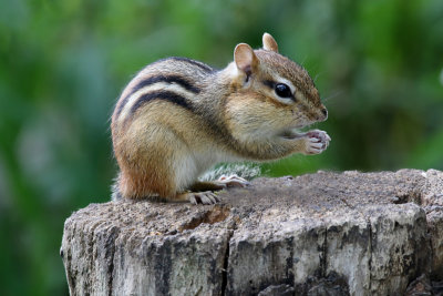 eastern chipmunk