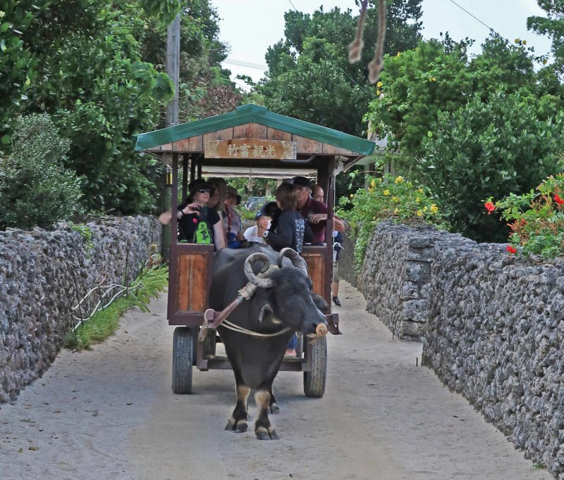 Water Buffalo Cart behind us