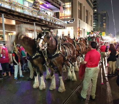 Bud Clydesdales in Krewe of Nyx Parade