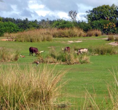 Kilimanjaro Safari at Animal Kingdom
