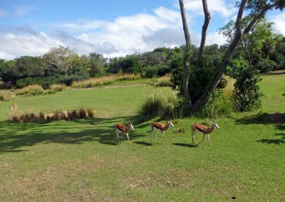 Kilimanjaro Safari at Animal Kingdom