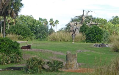 Kilimanjaro Safari at Animal Kingdom