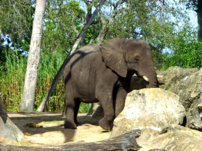 Kilimanjaro Safari at Animal Kingdom