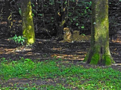 Kilimanjaro Safari at Animal Kingdom