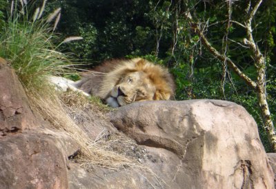 Kilimanjaro Safari at Animal Kingdom