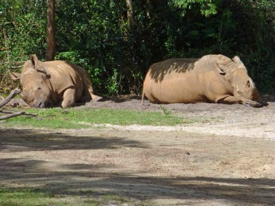Kilimanjaro Safari at Animal Kingdom