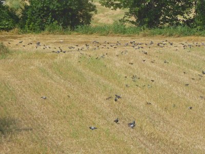 Birds in field in Italy