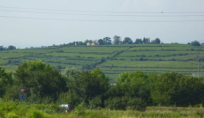 Hedgerows in Italy
