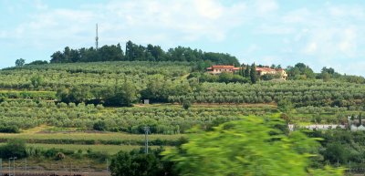 Slovenia Olive Farm