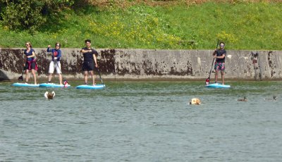 Dog, ducks, and paddleboards on the Ljubljanica River, Slovenia