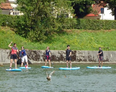 Ducks and paddleboards on the Ljubljanica River, Slovenia