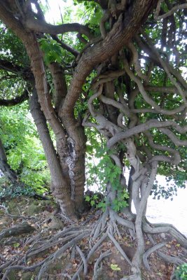 Interesting tree in Krka National Park