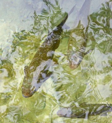 Fish in Krka National Park, Croatia