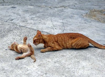 Watching momma cat and kitten in Skradin, Croatia