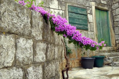 Flowers in Cilipi, Croatia
