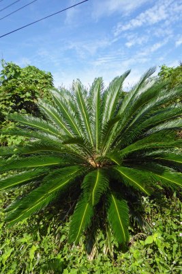 Cycads are an endangered plant that date to the Juraissic era