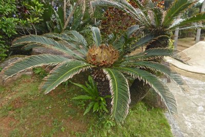 Cycads only bloom once every three or four years