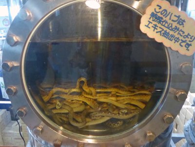 Habu snakes used for making Habushu at Nanto Brewery
