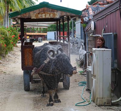 Cooling down a Water Buffalo before a cart ride on Taketomi Island