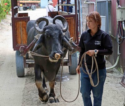 Water Buffalo ready to start a cart ride on Taketomi Island