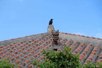 Crow and Shisa on roof on Taketomi Island