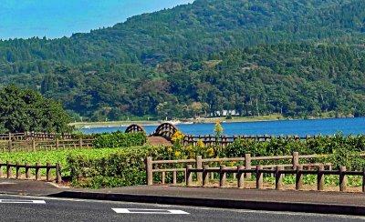 Lake Ikeda is the largest lake on Kyushu Island, Japan