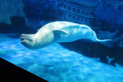 Beluga Whale at Pole Aquarium in Dalian, China