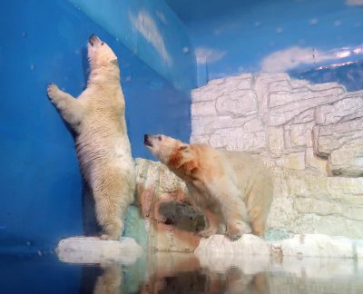 Polar Bears at Pole Aquarium in Dalian, China