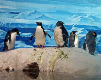 Penguins at Pole Aquarium in Dalian, China