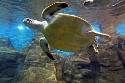 Turtle at the Pole Aquarium, Dalian, China