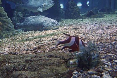 Damsel fish and Spotted Grouper at the Pole Aquarium, Dalian, China