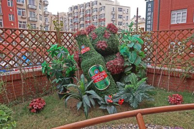 Tsingtao beer topiary