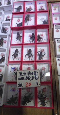 Live crickets for sale in Shanghai