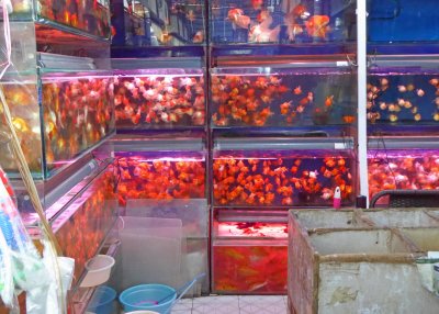 Fish tanks at the flower, bird, fish, and insect market in Shanghai