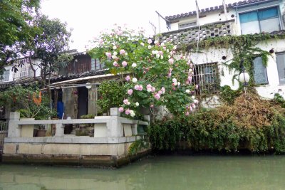 Flowers on the Grand Canal in Suzhou, China