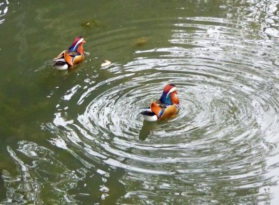 Mandarin ducks in The Humble Adminstrator's Garden