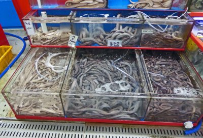 Plenty of eels at Busan Fish Market
