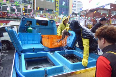 Bringing fresh crabs to Busan Fish Market