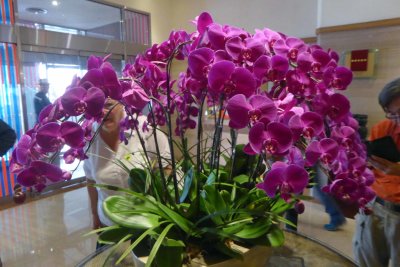 Orchids in the hotel lobby.