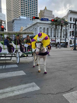 Horse on Canal St.