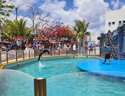 Sea Lion jumping in Sea Lion Show