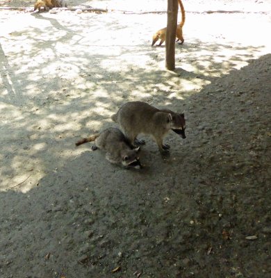Raccoons at El Corchito ecological reserve
