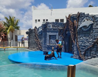 Sea Lion Show at Cozumel Dolphin Park