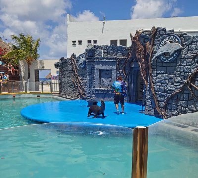 Sea Lion Show in Cozumel