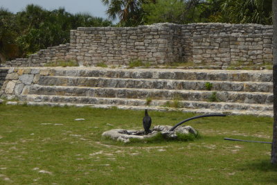 Vulture at Mayan ruins of Xcambo