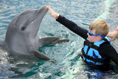 William meets Katie the dolphin
