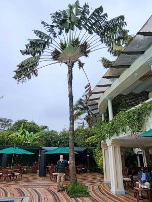 Fan Palm Poolside at Hotel