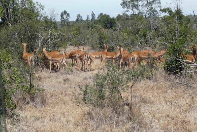 Herd of female Grant's Gazelle
