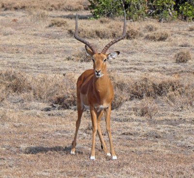 Male Impala on afternoon Game Drive
